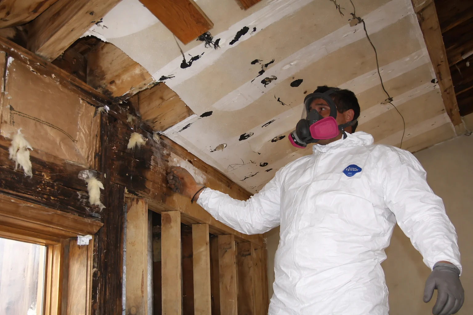 Mold removal specialist inspecting ceiling damage